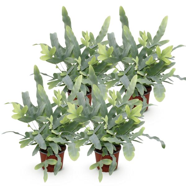 Blauwe Varen (Phlebodium aureum Blue Star)  set van 4