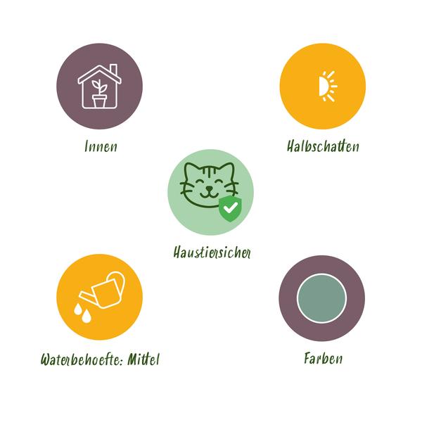 Blauwe Varen (Phlebodium aureum Blue Star)  set van 4