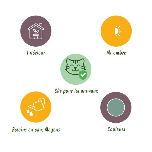 Blauwe Varen (Phlebodium aureum Blue Star)  set van 4