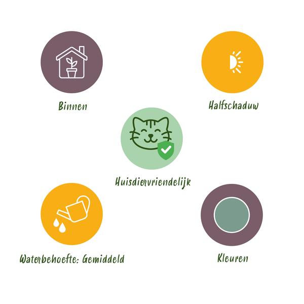 Blauwe Varen (Phlebodium aureum Blue Star)  set van 4