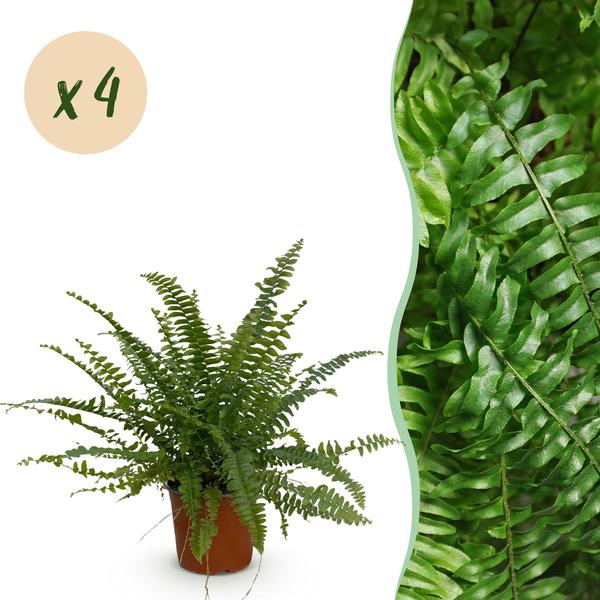 Varen Green Lady (Nephrolepsis exaltata) Huisdiervriendelijk - Groen - 4 Planten - Pot 12cm - Hoogte 28-30cm