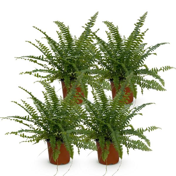 Varen Green Lady (Nephrolepsis exaltata) Huisdiervriendelijk - Groen - 4 Planten - Pot 12cm - Hoogte 28-30cm
