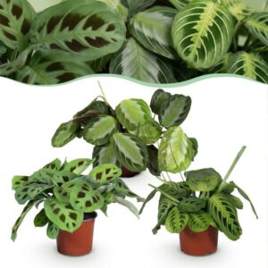Mix van 3 Gebedsplanten (Maranta leuconeura)