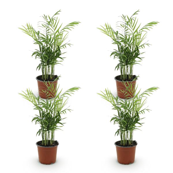 Goudpalm ( Chamaedorea elegans) set van 4
