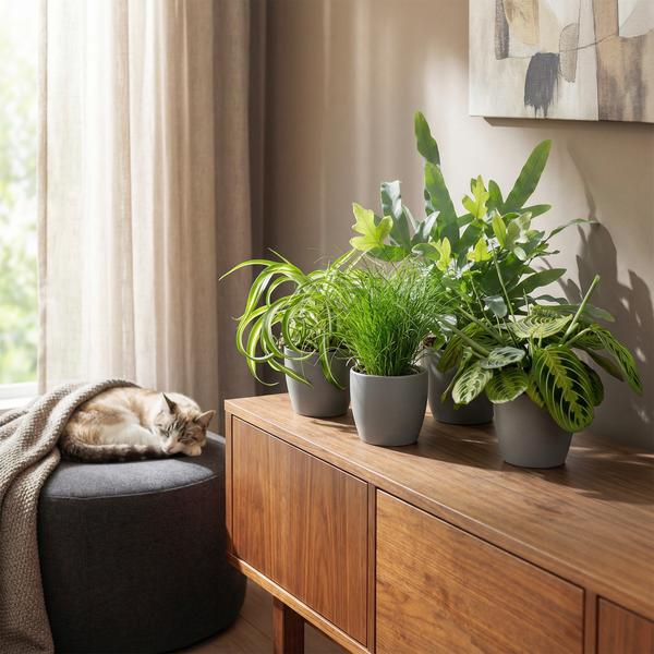 Huisdiervriendelijke planten mix van 4x planten