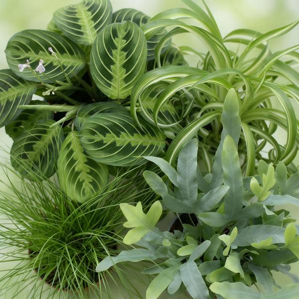 Huisdiervriendelijke planten mix van 4x planten