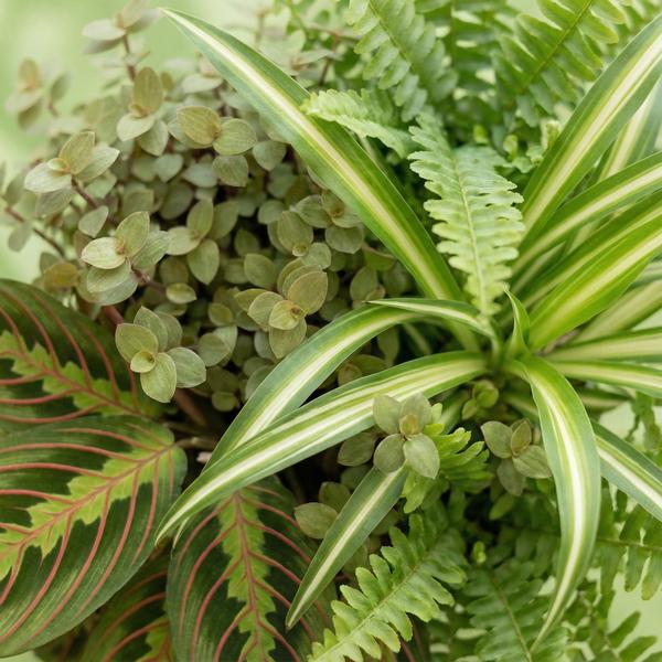 Mix van 4 kamerplant graslelie, marantaplan, schildpadplant en krulvaren