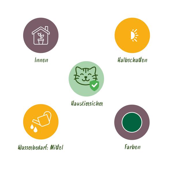 Mix van 4 kamerplant graslelie, marantaplan, schildpadplant en krulvaren