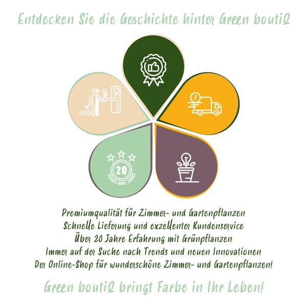 Mix van 4 kamerplant graslelie, marantaplan, schildpadplant en krulvaren