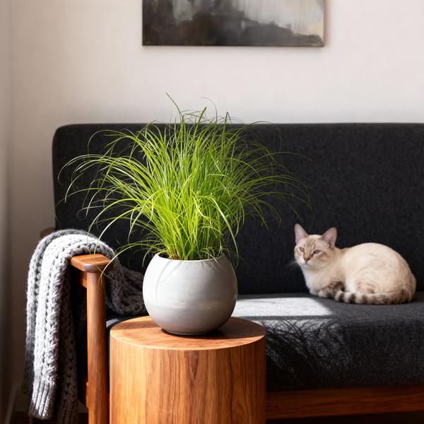 Kattengras Zumula 2 planten