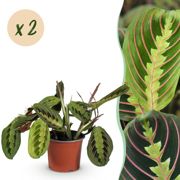 Gebedsplant (Maranta Fascinator Tricolour) - Gebedsplant - Huisdiervriendelijk - Groen - 2 Planten - Pot 12cm - Hoogte 30-35cm