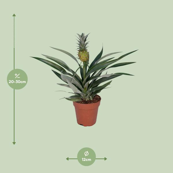 Bromelia Ananas (ananasplant)
