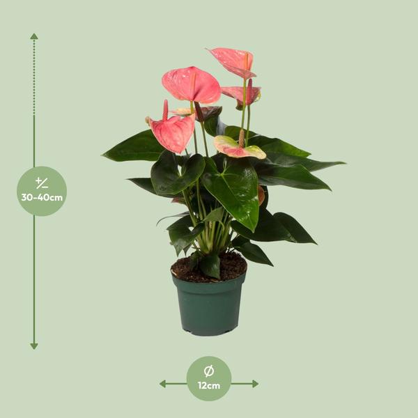 flamingoplant (Anthurium Sweet Dream)