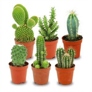 Mini Cactus Set – 6 Stuks