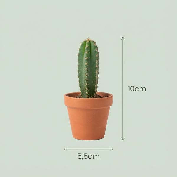 Mini Cactus Set - 6 Stuks