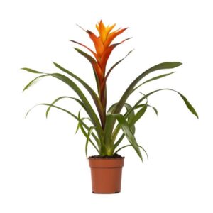 Bromelia (Guzmania Variada)