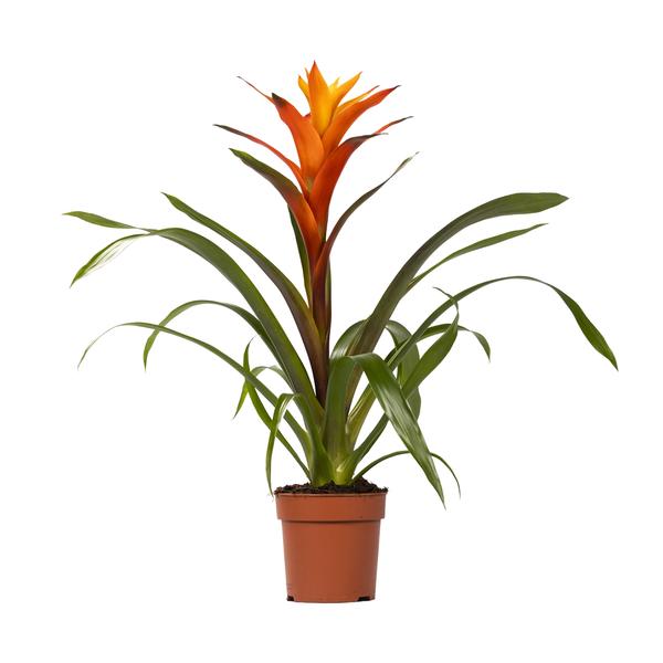 Bromelia (Guzmania Variada)