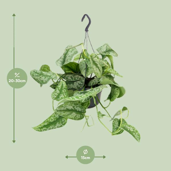 zilvervlekkenplant (Scindapsus Pictus Trebie)