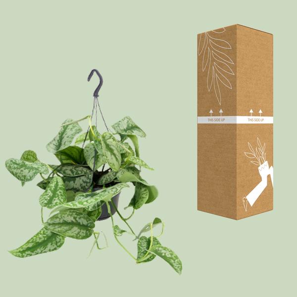 zilvervlekkenplant (Scindapsus Pictus Trebie)