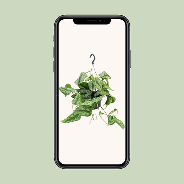 zilvervlekkenplant (Scindapsus Pictus Trebie)