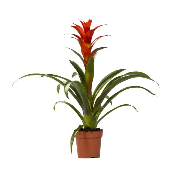 Bromelia (Guzmania Ostara)