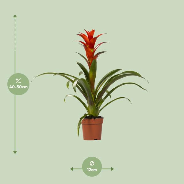 Bromelia (Guzmania Ostara)