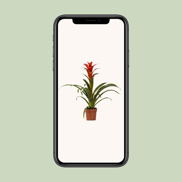 Bromelia (Guzmania Ostara)