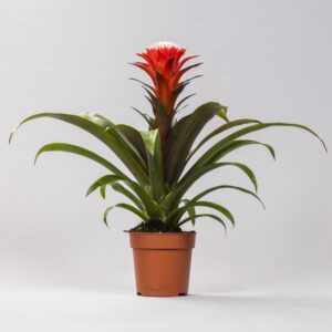 Bromelia (Guzmania Hope)