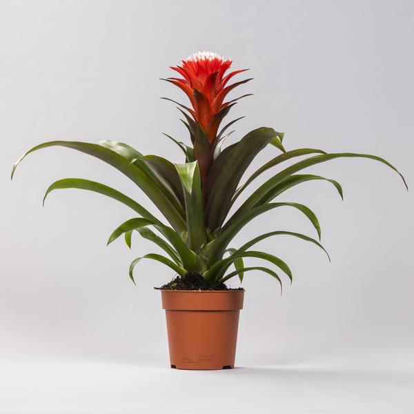 Bromelia (Guzmania Hope)