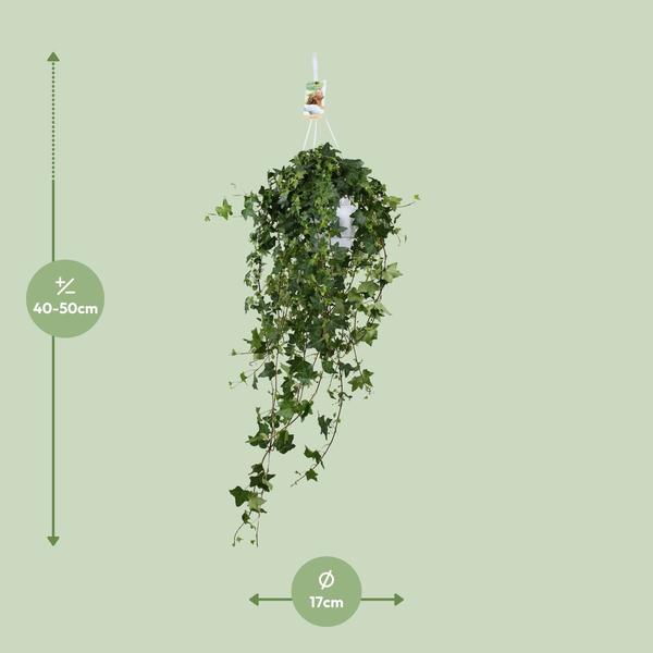 Klimop (Hedera Helix Pitsburg )