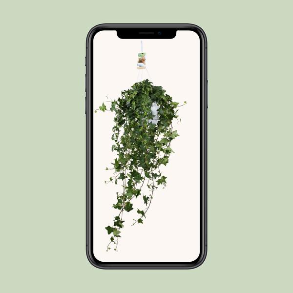 Klimop (Hedera Helix Pitsburg )