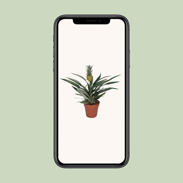 Bromelia Ananas (ananasplant)