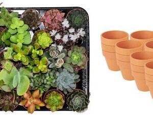 Mini Succulenten Mix – 30 Stuks