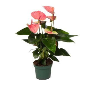 flamingoplant (Anthurium Sweet Dream)