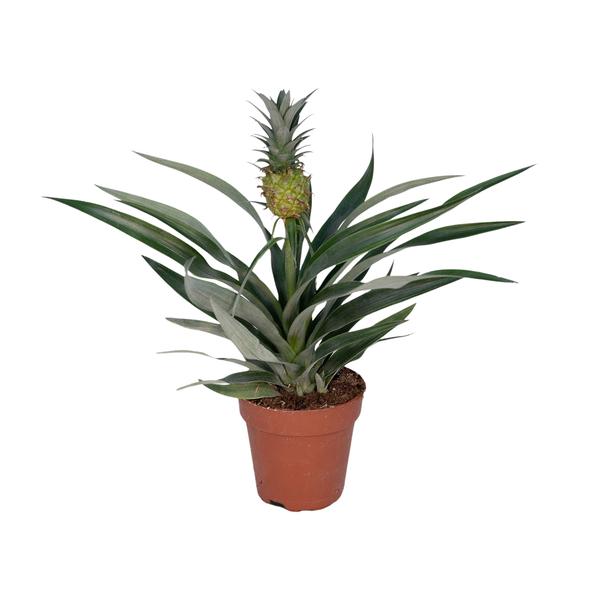 Bromelia Ananas (ananasplant)